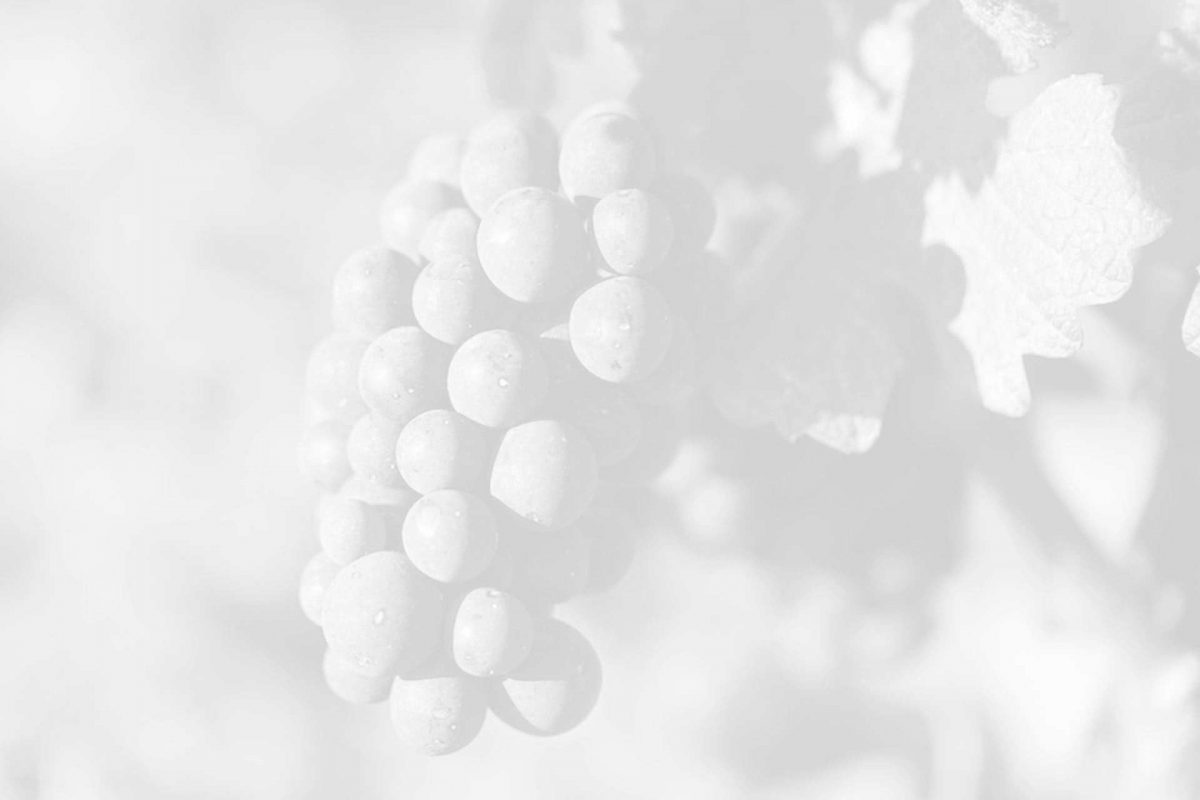 CHAMPAGNE COQUILLETTE