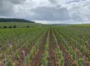 CHAMPAGNE COQUILLETTE