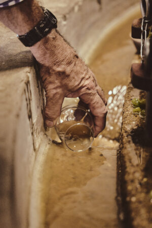 CHAMPAGNE COQUILLETTE